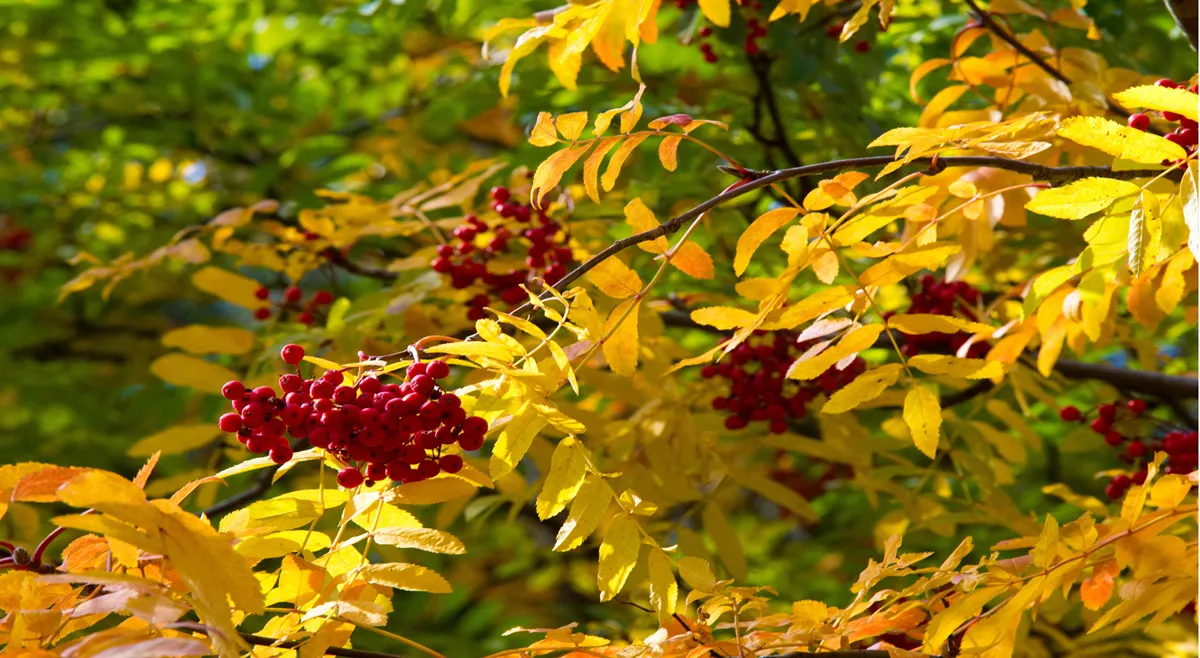 Autumn landscape photography, mountain ash in full beauty, illuminated by the colors of autumn. A tree with fruits in the form of a bunch of orange-red berries, as well as the most berries