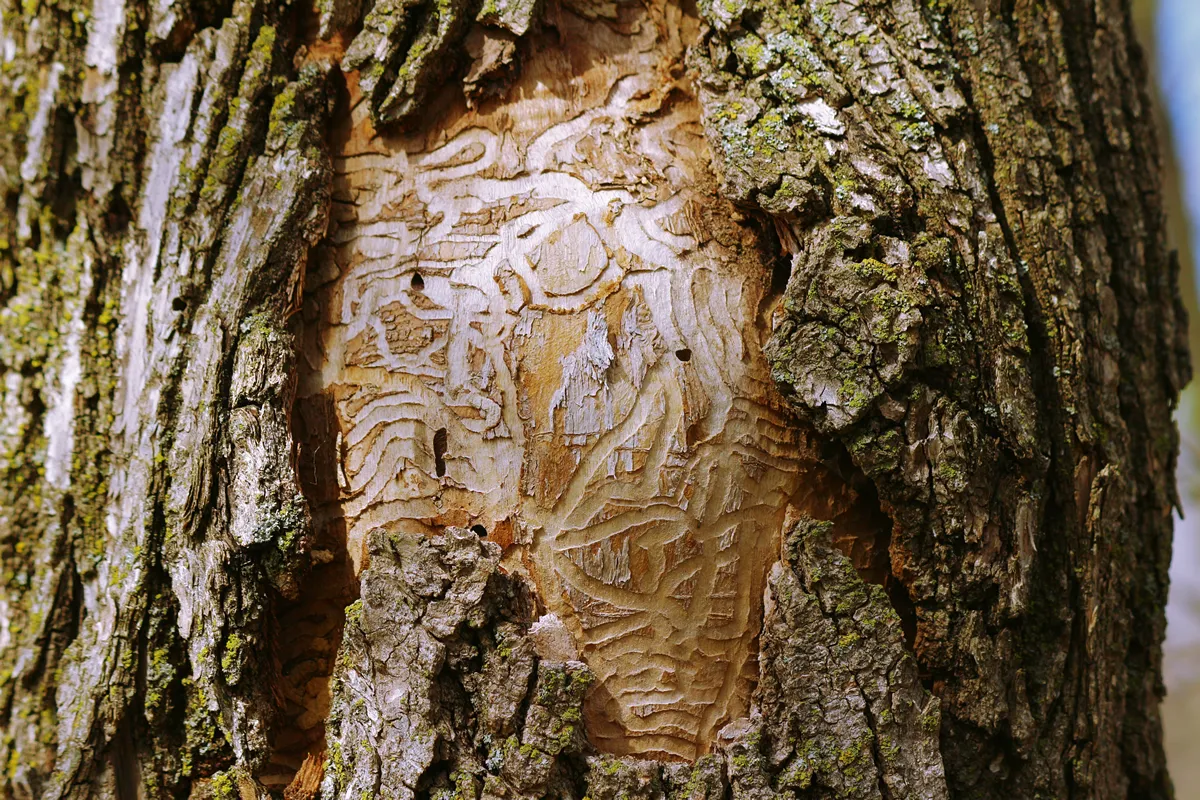 Dead tree due to the ravage of the emerald ash borer. Furrows of larvae under the bark.