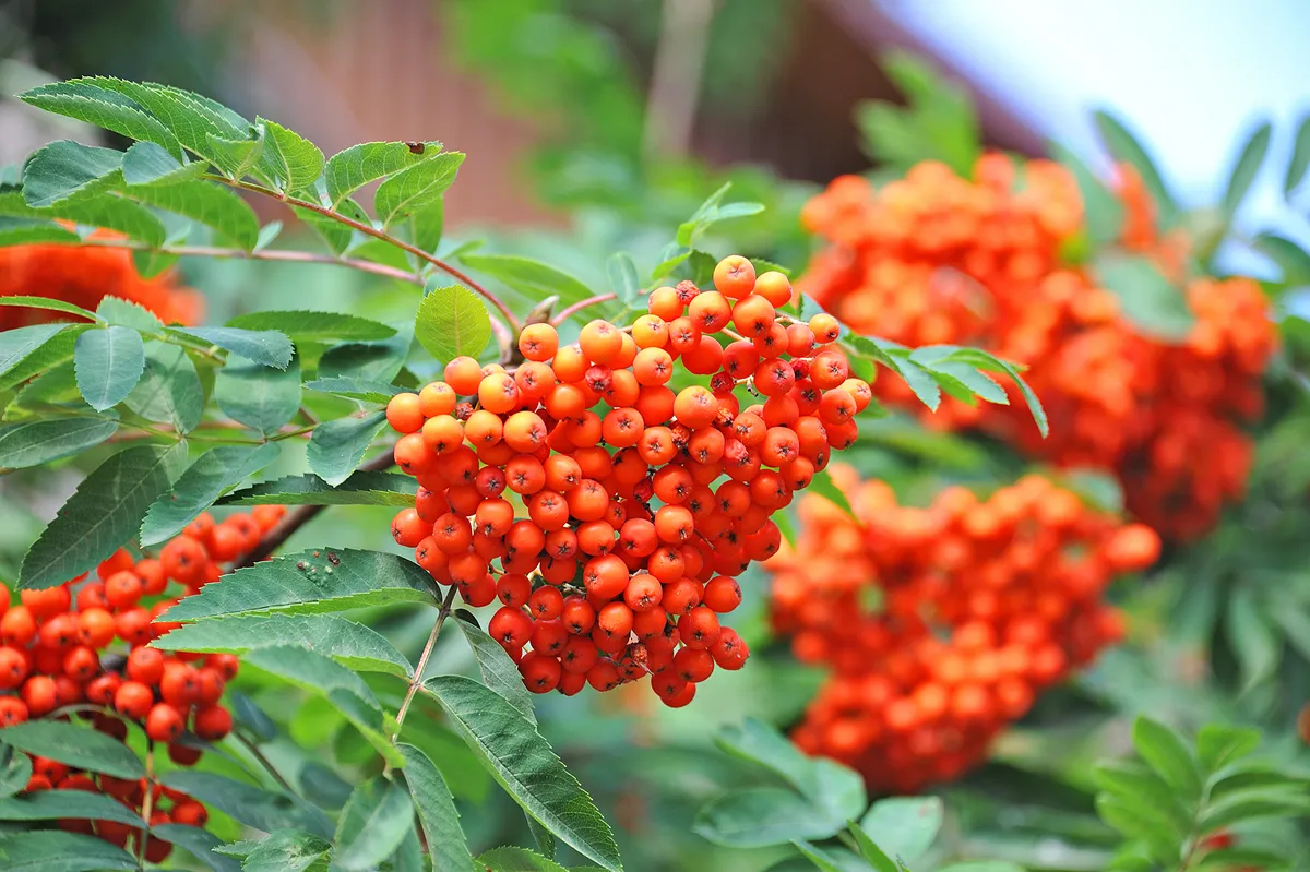 Rowan berries, Mountain ash (Sorbus) tree with ripe berry