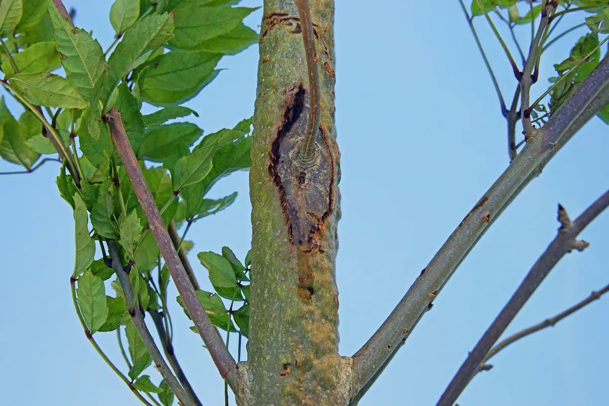 Ash, Fraxinus excelsior, close up of diseased trunk with leaves on a young sapling with the Dieback fungus, Chalara fraxinea, on Painswick Beacon, The Cotswolds, Gloucestershire, UK