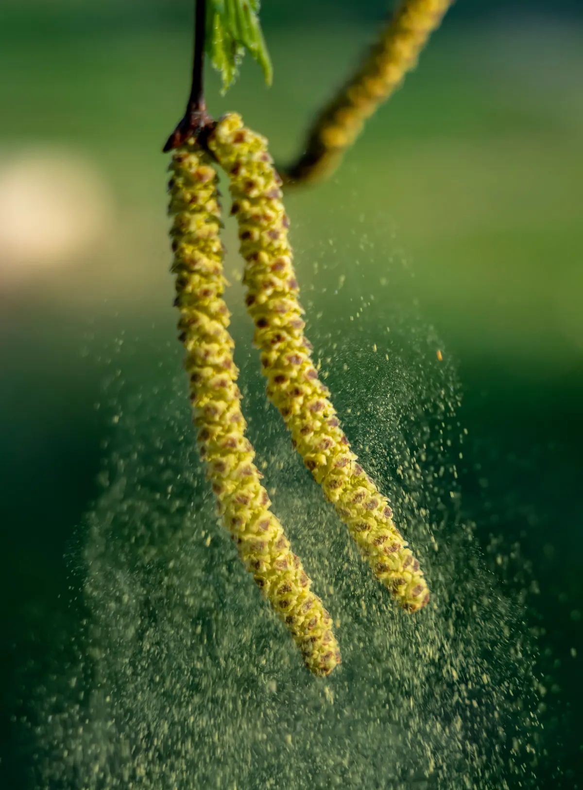 Spring, birch earrings scatter pollen in the wind