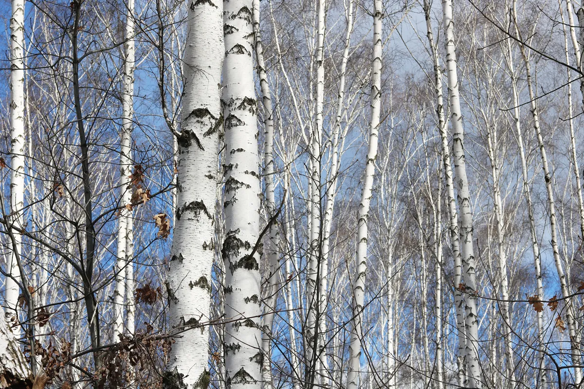 Young birch with black and white birch bark in spring in birch grove against background of other birches