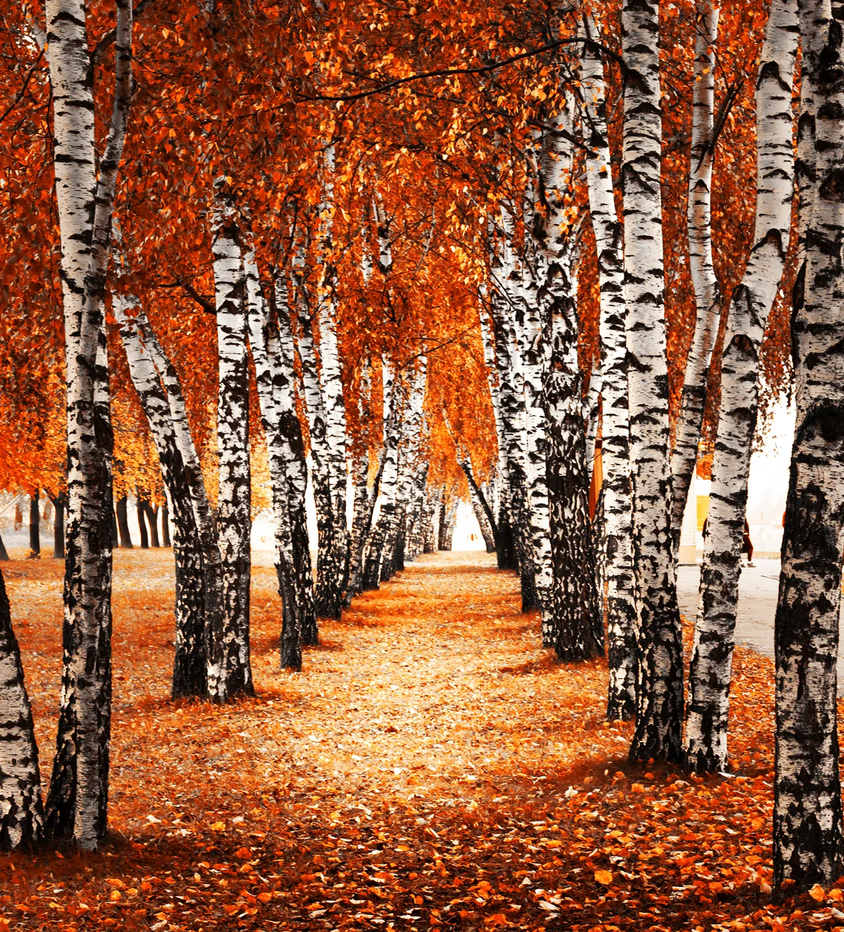 Autumn birch forest