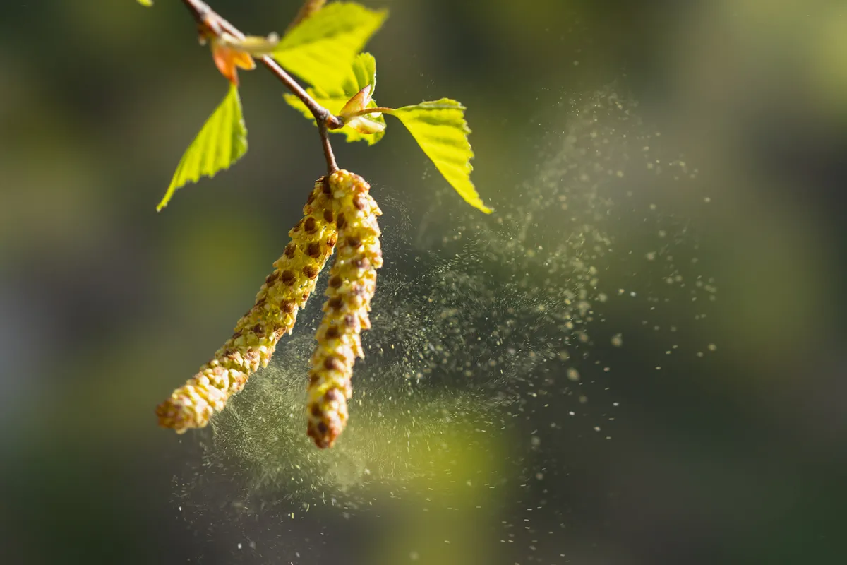 Birch pollen, blown up by the wind, is a strong allergen