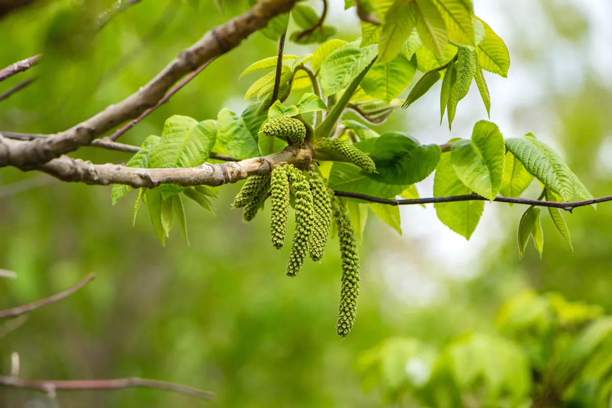 Inflorescence of blossoming birch closeup on a spring day. Beginning of new life. Birch catkins with green leaves at tree branches. Birch Tree Blossoms. Spring background with branch of birch catkins