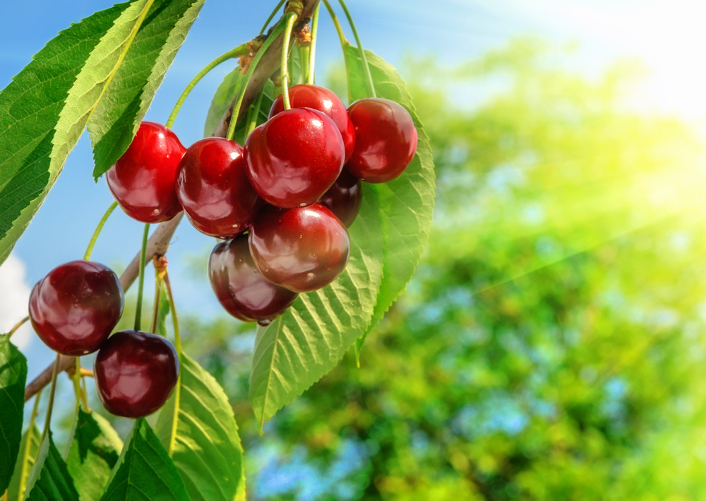 Red and sweet cherries on a branch just before harvest in early summer