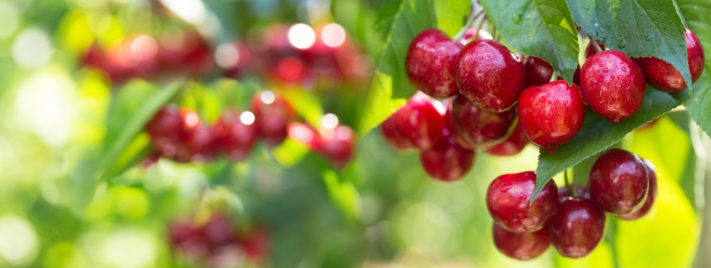 Branch of ripe cherries on a tree in a garden