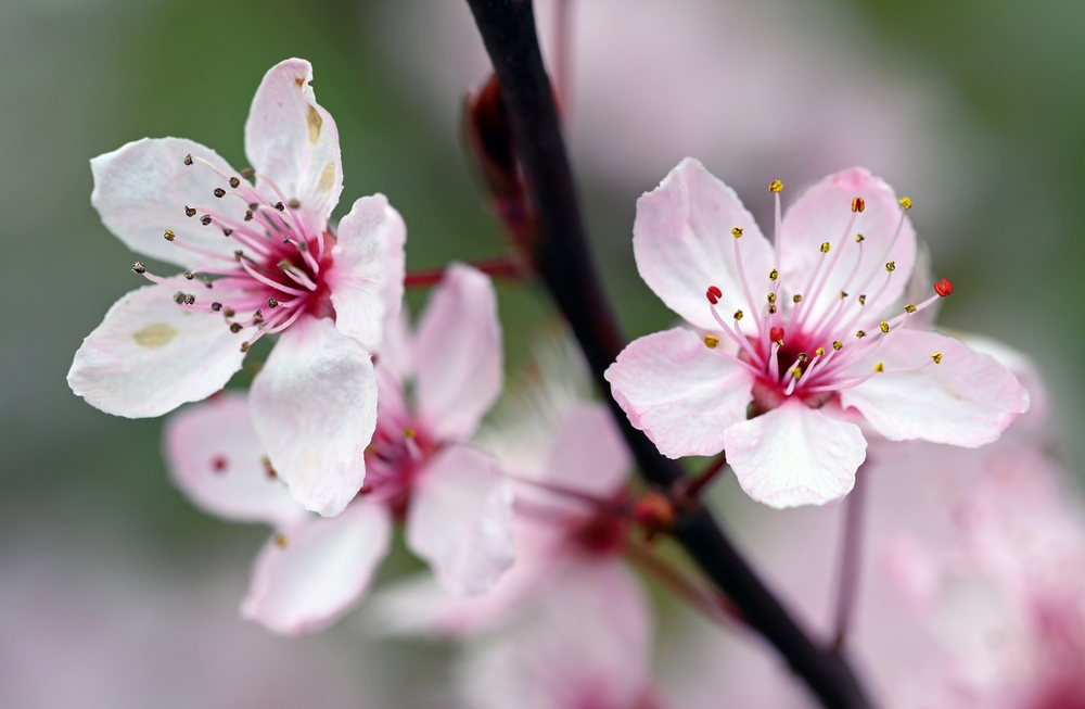 Cherry blossom in bloom. Close up of cherry blossom flowers. Macro photography of pink cherry blossom in Beckenham, Kent, UK