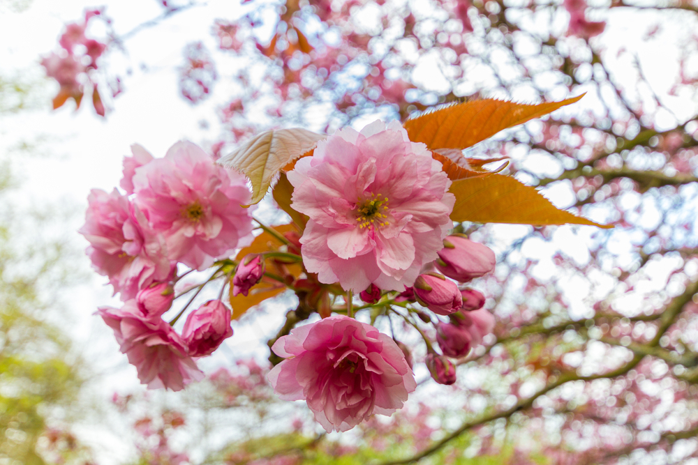 Close-up on the pink blossoms of a prunus serrulata kwanzan cherry tree in Jesmond Dene park in Newcastle, UK shot on an April spring afternoon