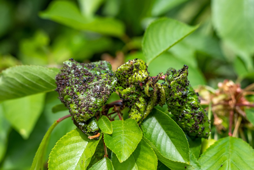 Aphids on the leaves of the cherry tree