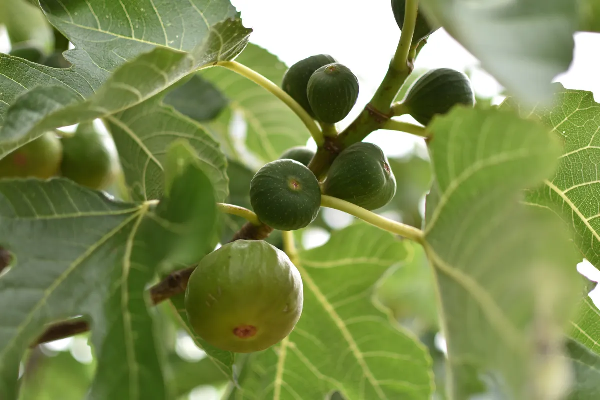 Green figs fruit hanging on the branch of a fig tree, ficus carica
