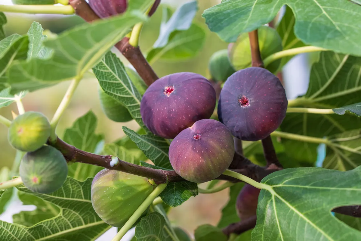 Figs fruits on the tree branch, closeup, raw sweet figs, organic food, selective focus, blurred