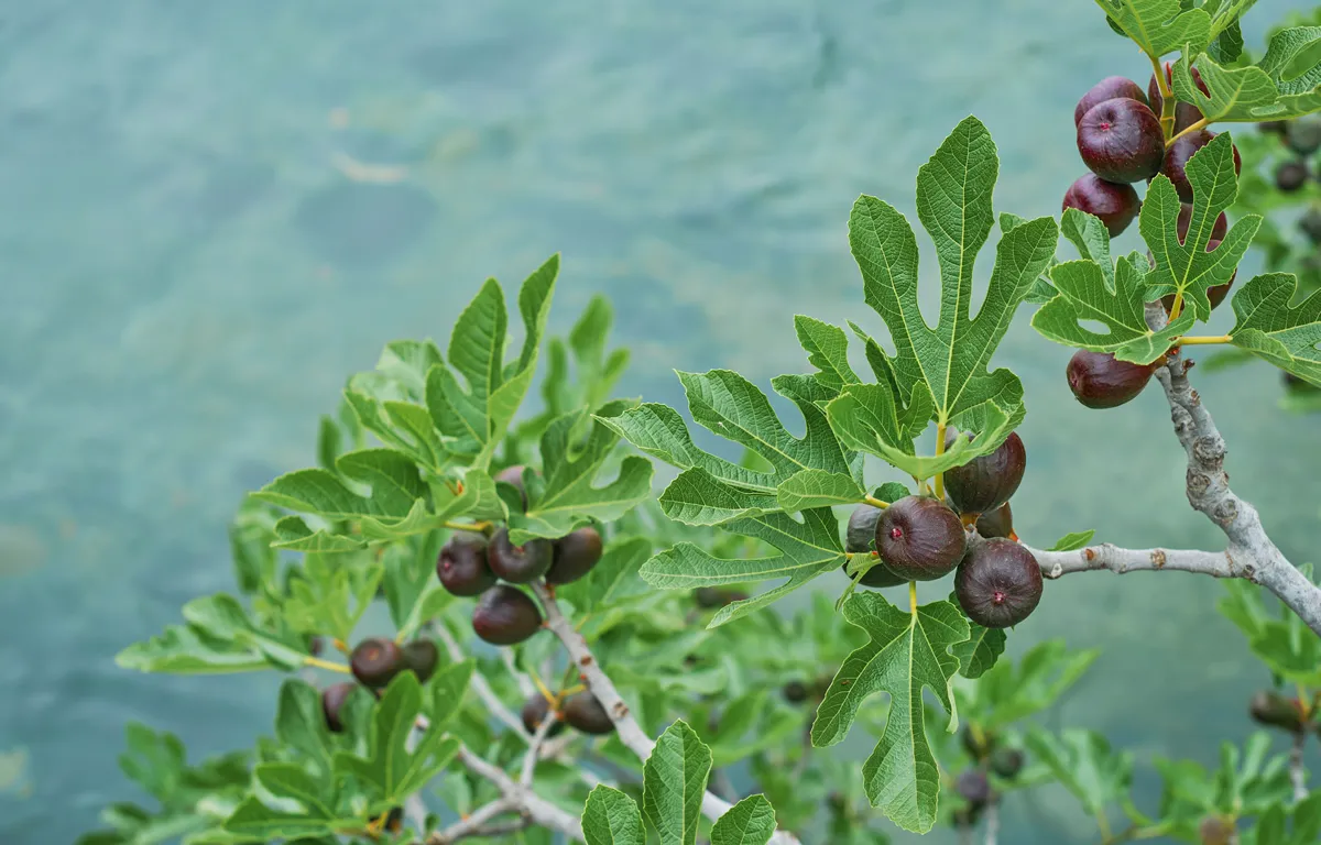 fig tree with ripening figs, selective focus for fruit. Fig grows over a mountain stream, sustainable agriculture and environmental care