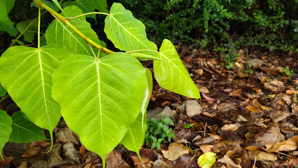 Sacred Fig Tree, Pipal Tree, Bohhi Tree, Bo Tree, Peepul, Heart Shape Green Bodhi Leaf Background. is budding at the beginning of the rainy season