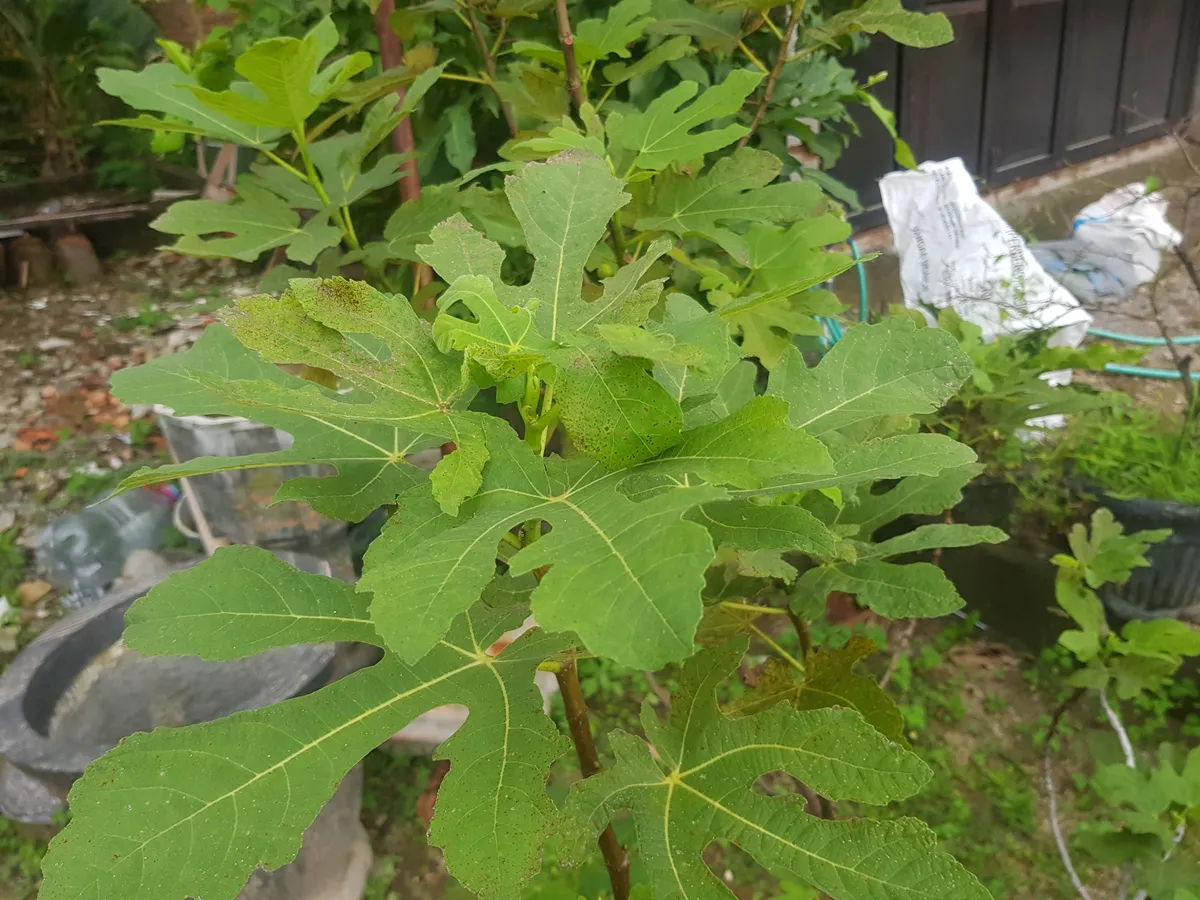 The fig tree. The fig is the edible fruit of Ficus carica, a species of small tree in the flowering plant family Moraceae, native to the Mediterranean region, together with western and southern Asia.