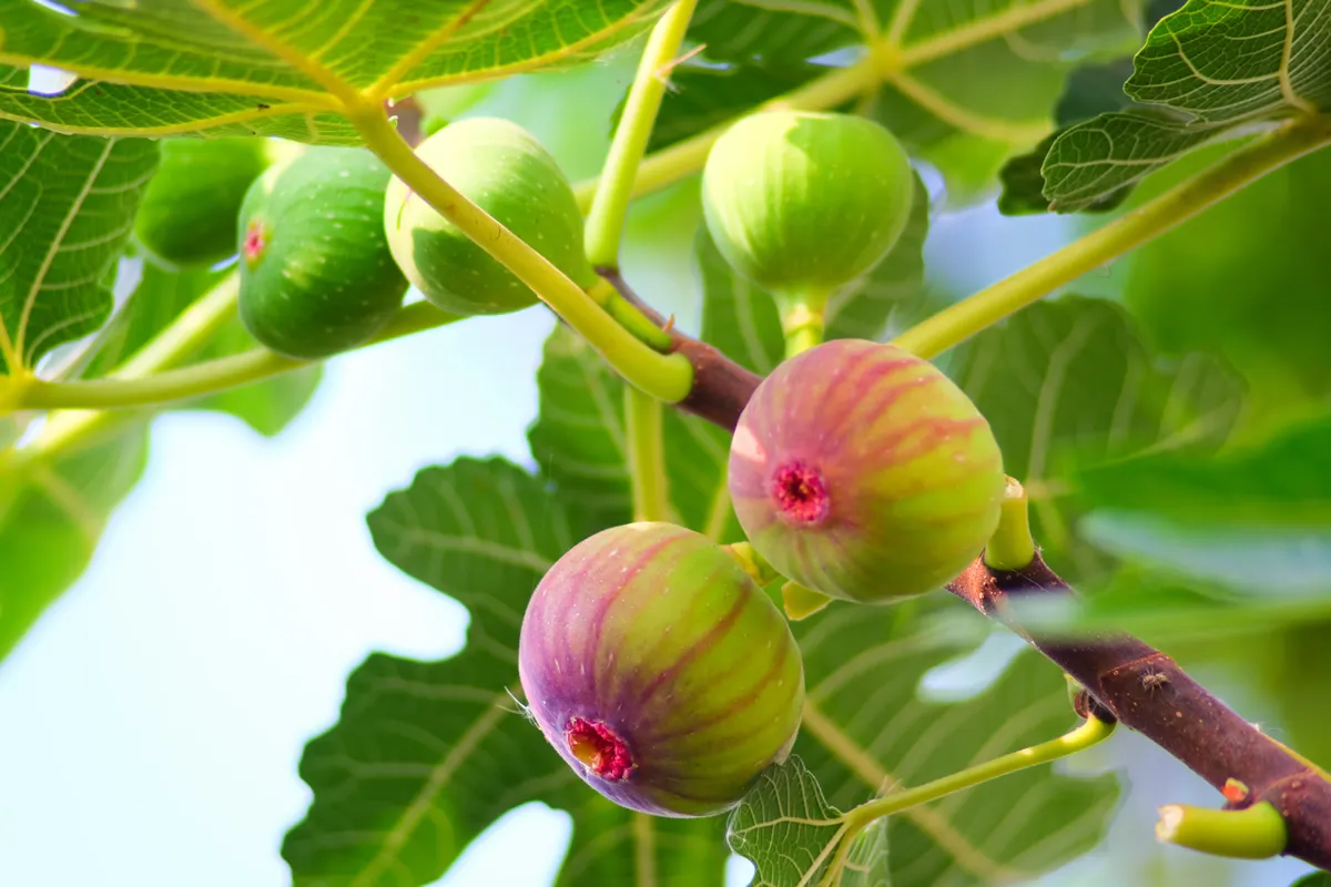 Fig fruit