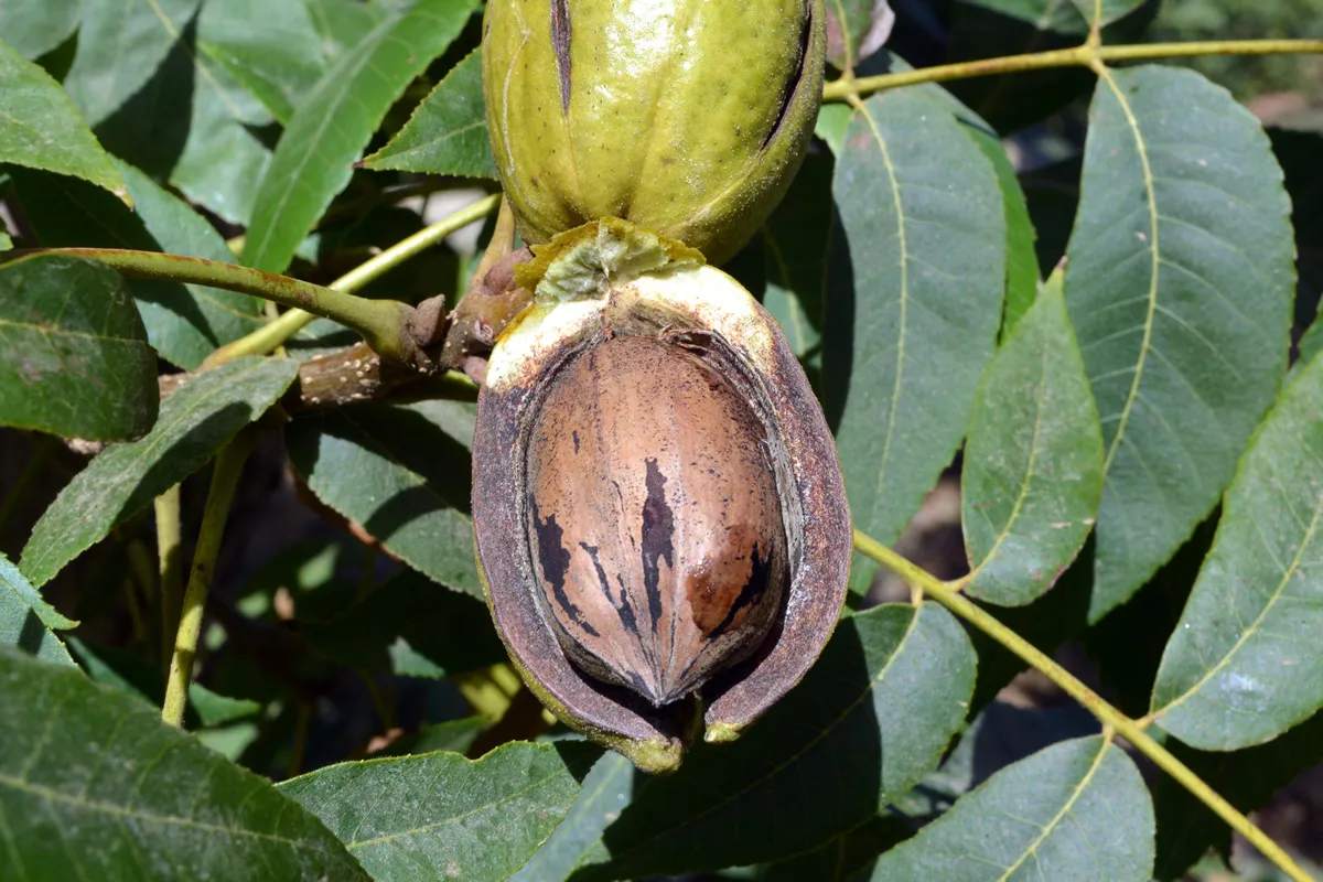 Ripe fruit on the tree pecan