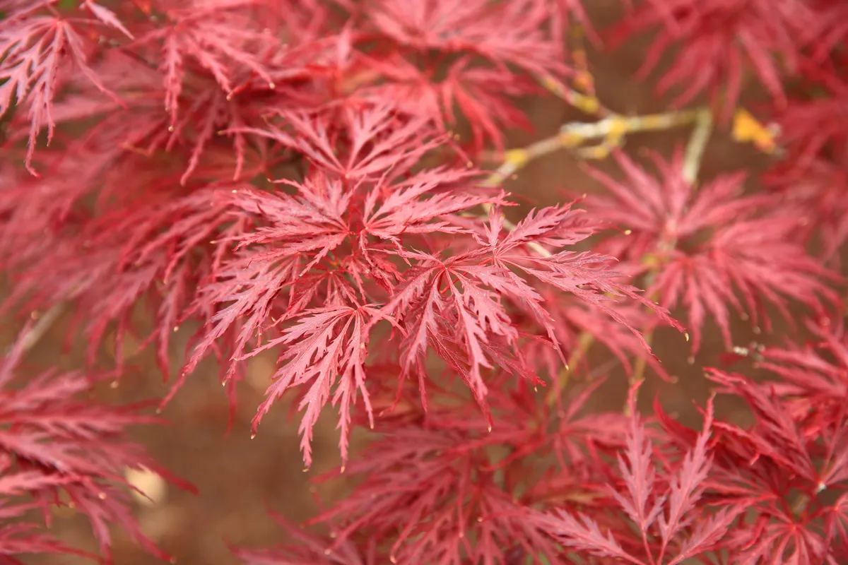 Red Dragon Cutleaf Japanese Maple