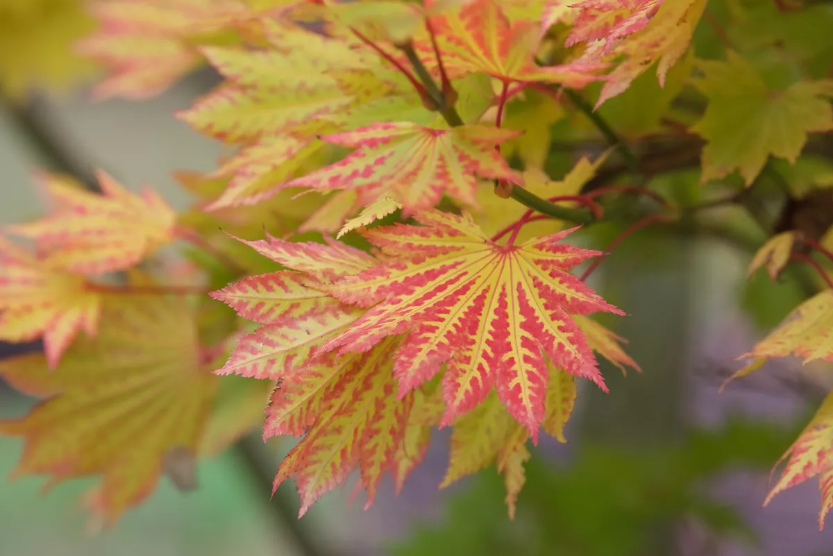 bihou acer palmatum