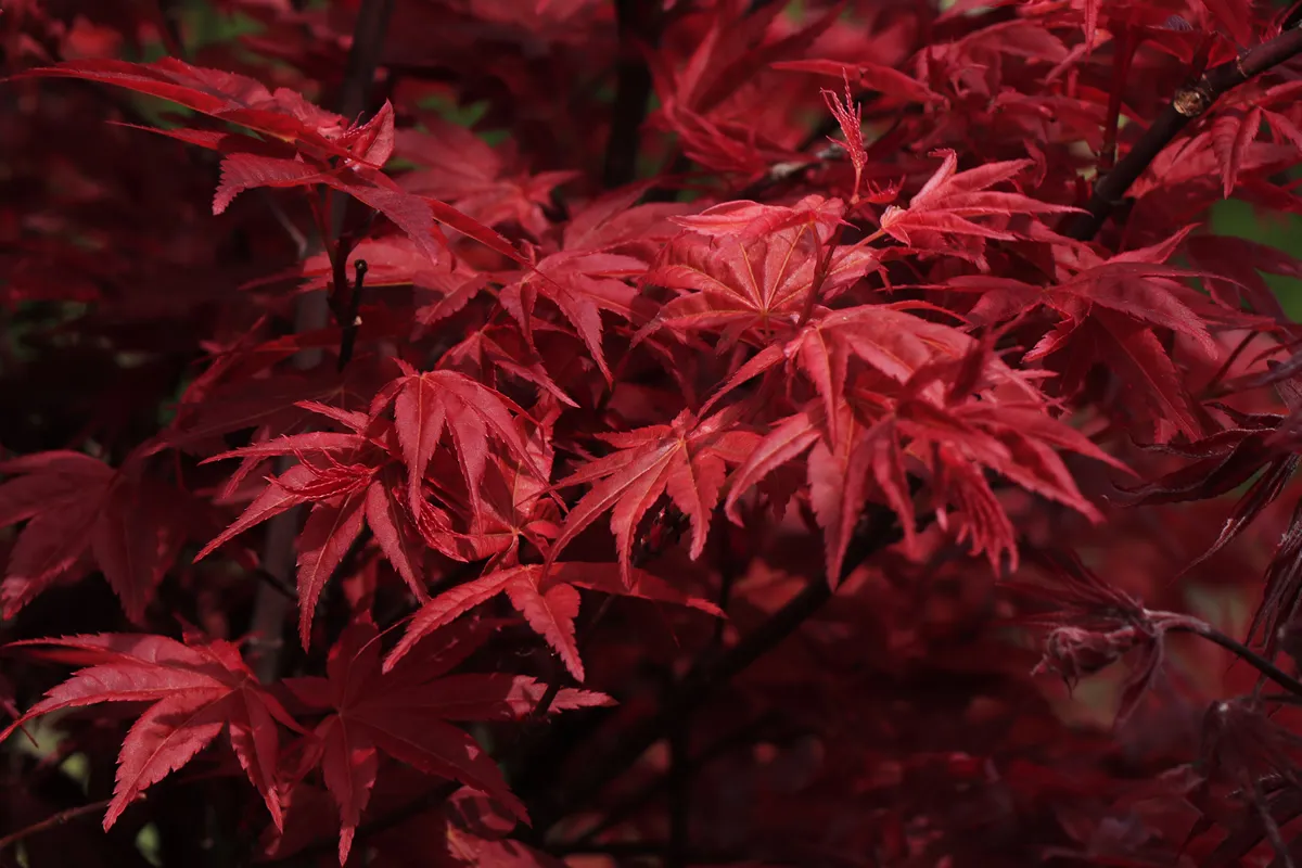 Acer palmatum Shaina or Japanese maple Shaina