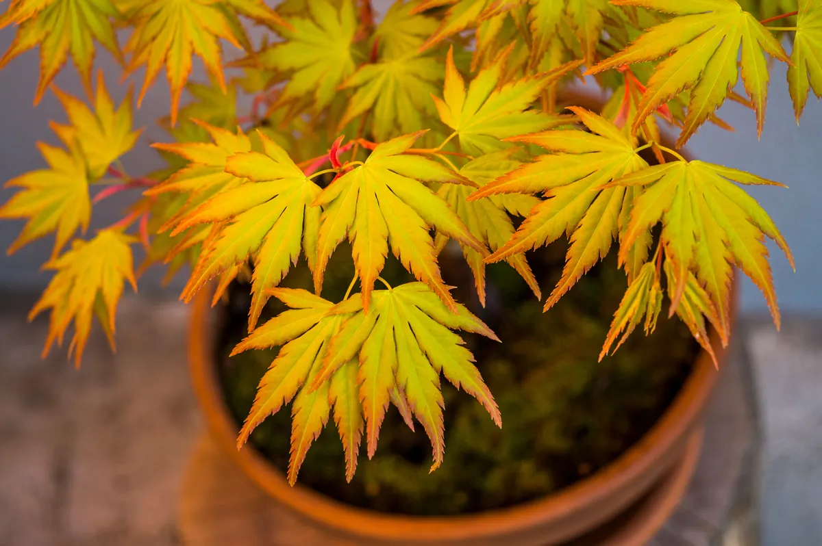 Japanese maple acer palmatum orange dream bonsai tree close up on leaves.