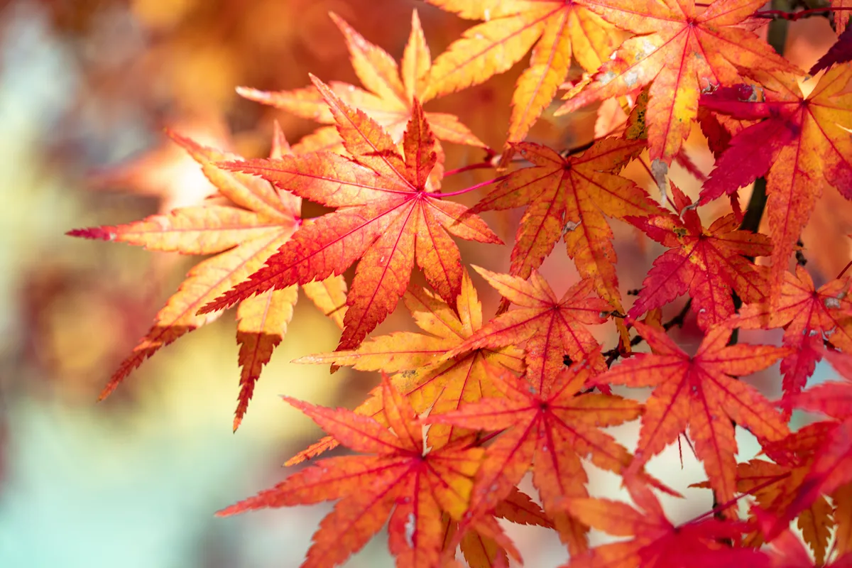 Maple leaves are start to turn red in JAPAN.