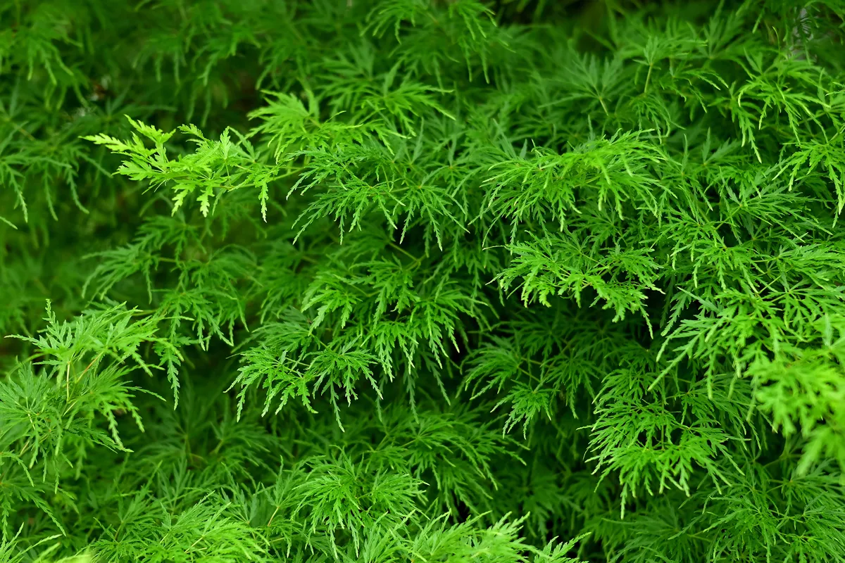 Green Japanese maple tree and maple leaves in summer