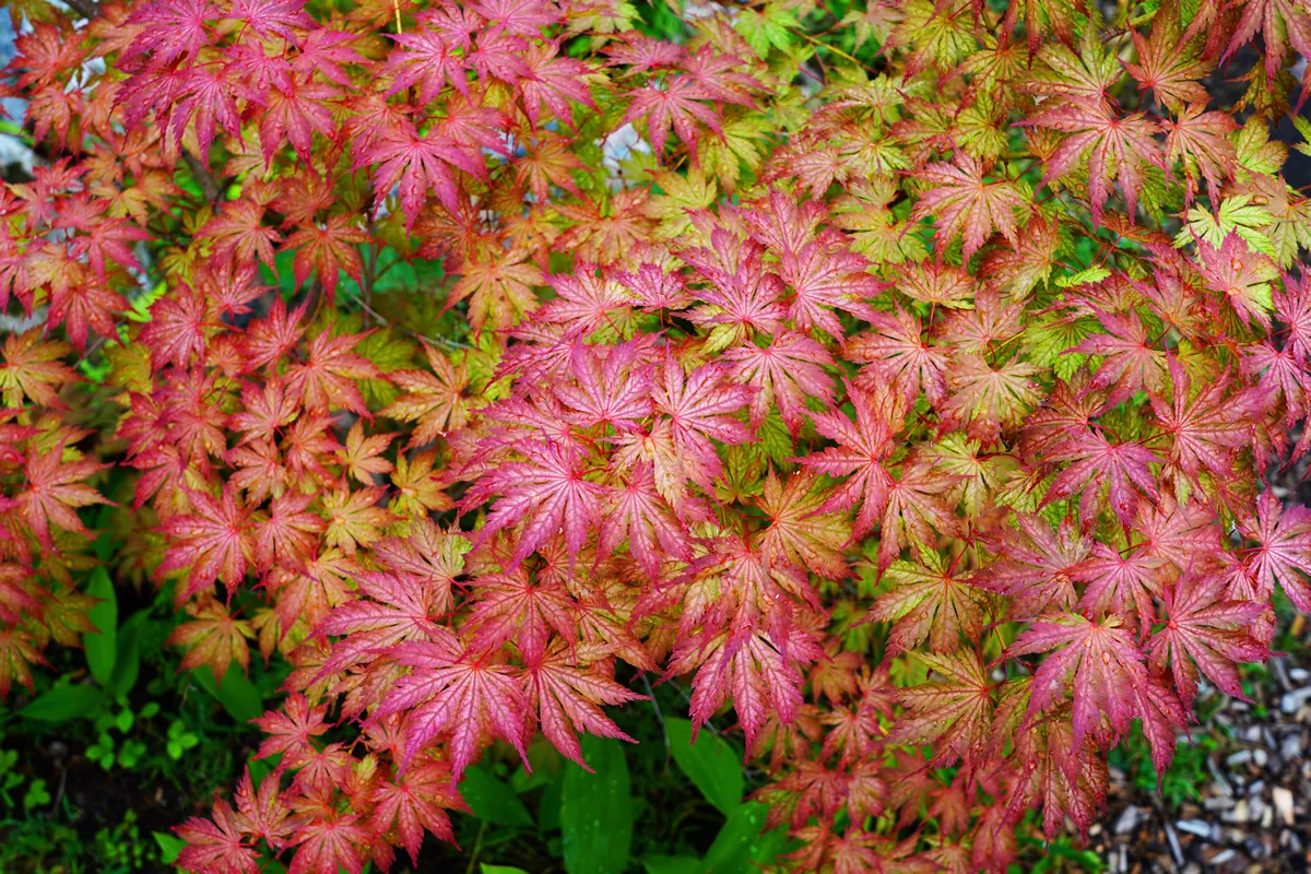 Pink foliage of the weeping Laceleaf Japanese Maple tree (Acer palmatum)