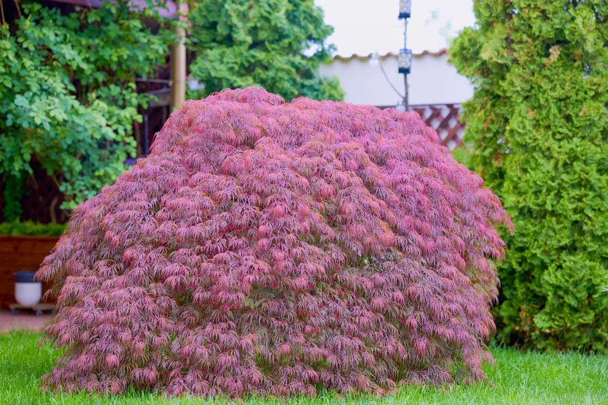 Red foliage of the weeping Laceleaf Japanese Maple tree (Acer palmatum) in garden