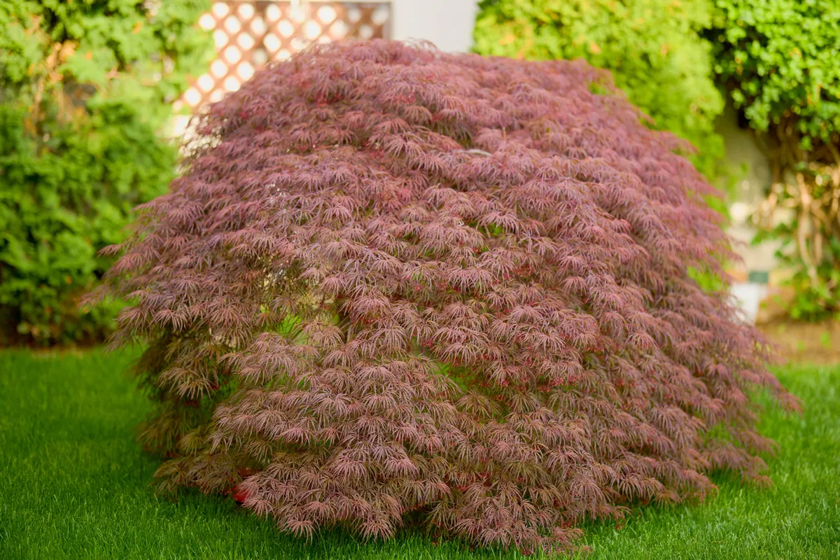 Red foliage of the weeping Laceleaf Japanese Maple tree (Acer palmatum) in garden