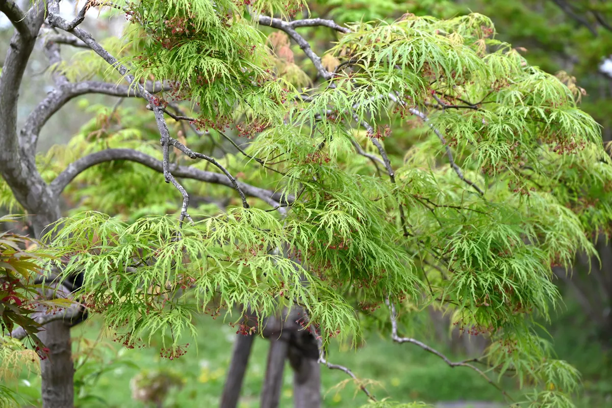 Japanese maple flowers. Sapindaceae deciduous tree. Small red flowers bloom downward in early summer.