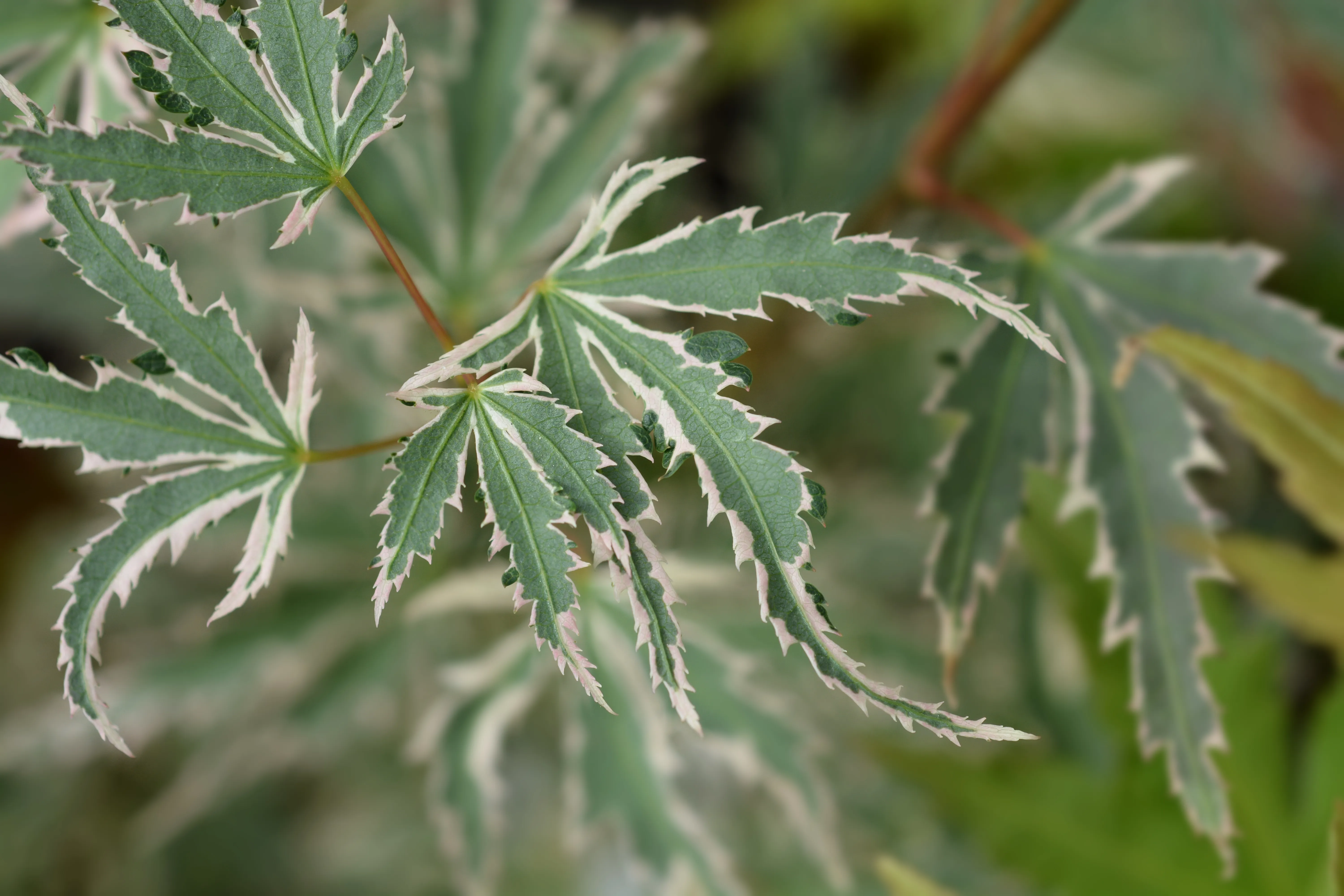 Japanese Maple Butterfly Silver Sensation - Latin name - Acer palmatum Butterfly Silver Sensation