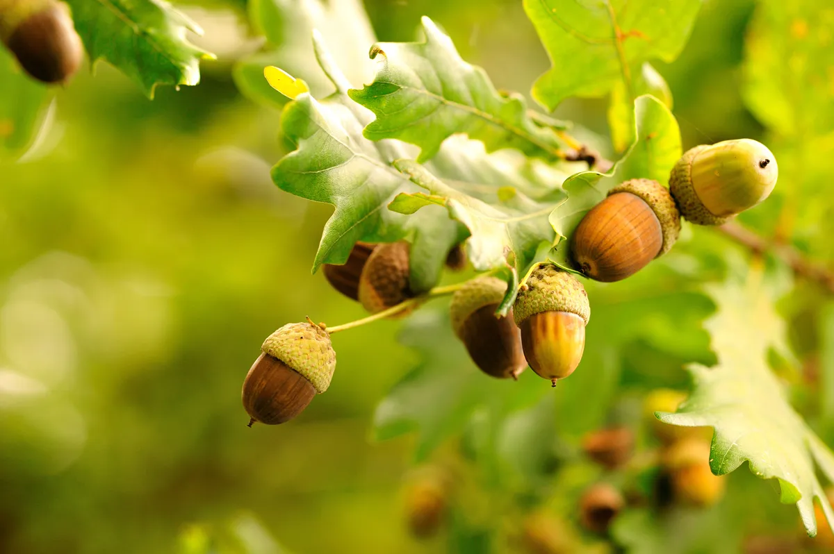 Acorns fruits. Closeup acorns fruits in the oak nut tree against blurred green background.