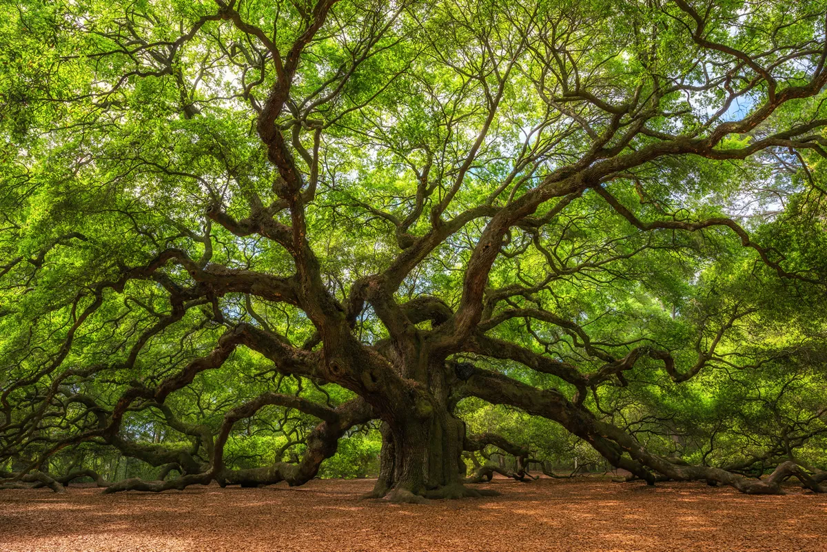 Angle Oak Tree in Johns Island, South Carolina.