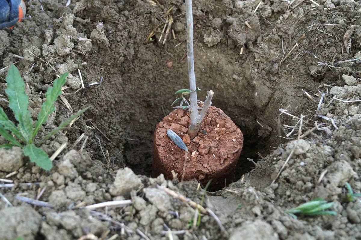 Young olive tree, field, planting, grow, perma, culture, olive oil, GREEK, GREECE