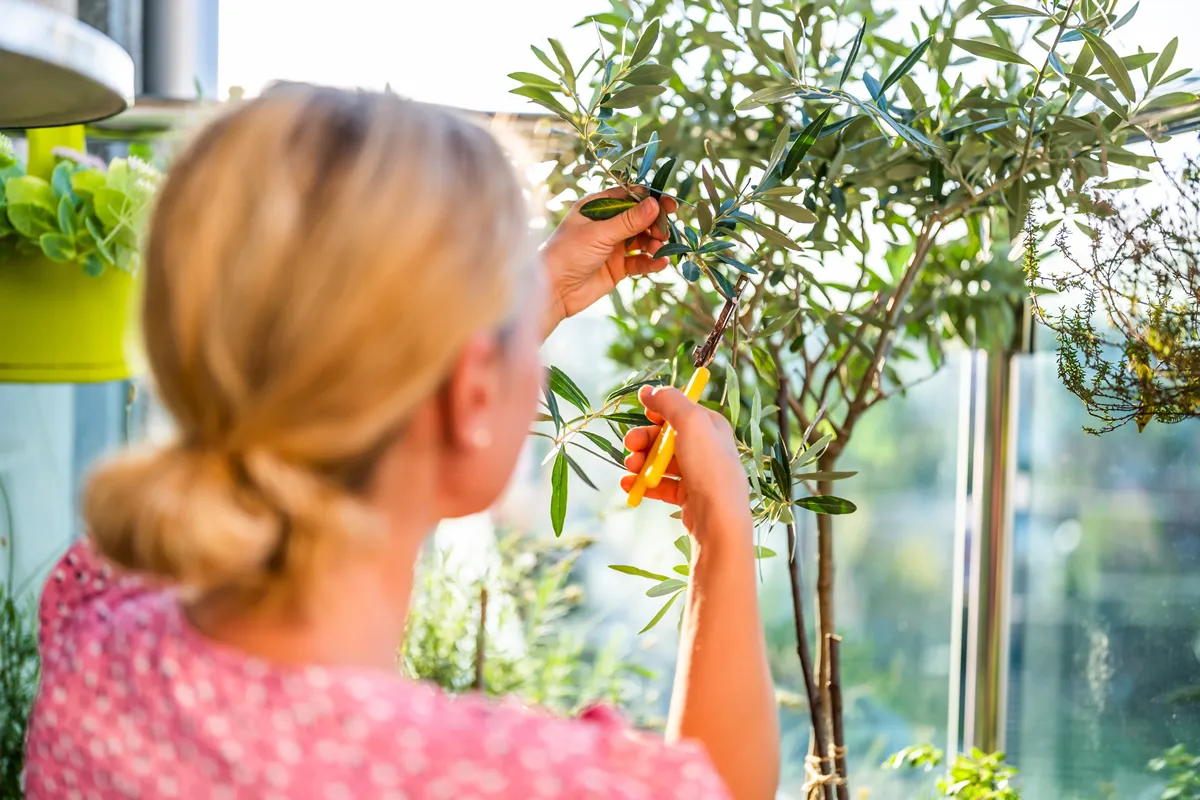 Woman gardening on balcony at home. She is taking care her Olive tree.