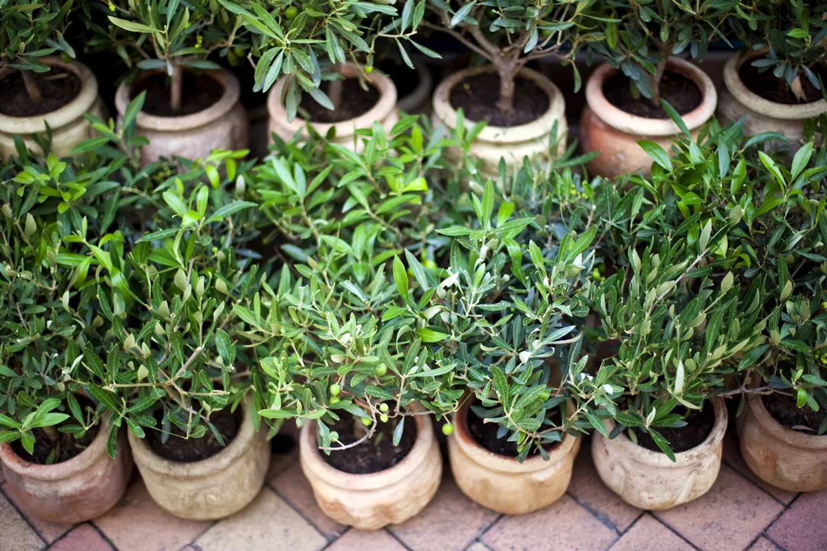 Young olive trees in pots on a terrace in provence