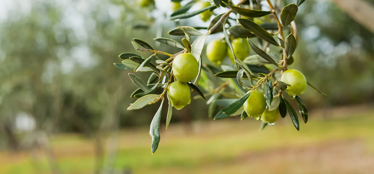 Green Olives Tree