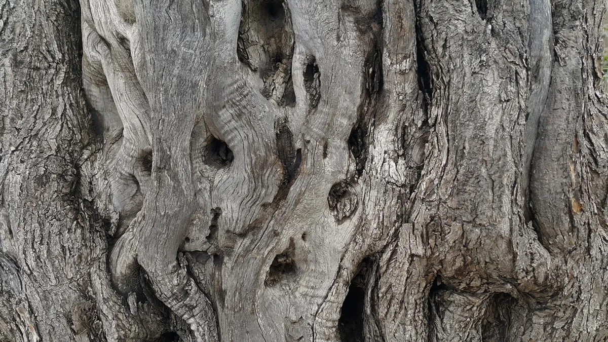 magical old olive tree