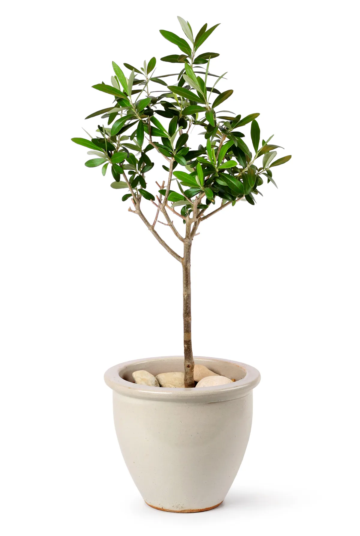 Young olive tree in stylish ceramic pot isolated on white background