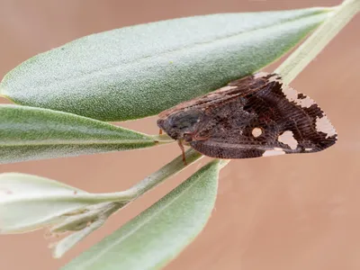 Ricania speculum aka Black or Ricaniid Planthopper. Major agricultural pest on olive tree twig background. Macro. Recently found in Italy.