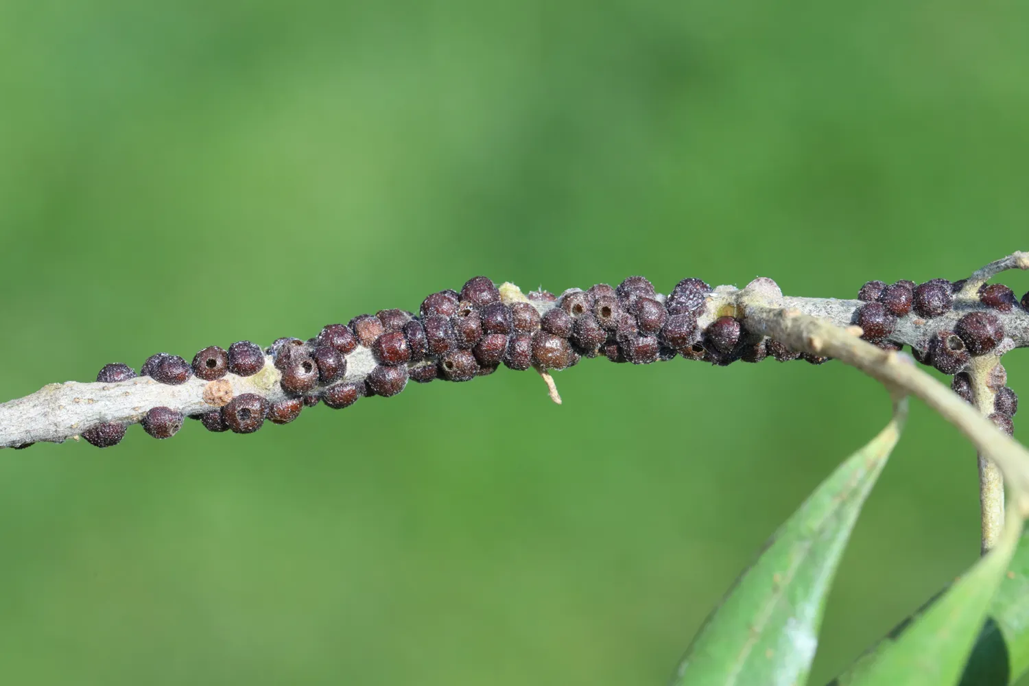 The black scale, Saissetia oleae (Hemiptera: Coccidae) on the olive tree, is an important pest of citrus and olive trees. Originally from South Africa, this scale is now distributed worldwide