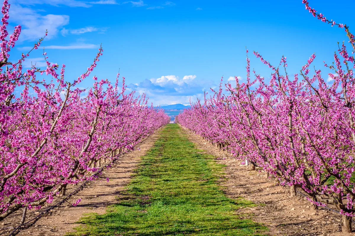 Peach trees blooming in the spring (Aitona, Lerida, Catalonia, Spain)