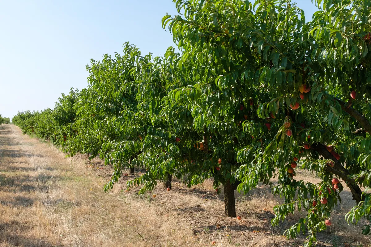 Close up shots of peaches an peach trees in bright sunshine