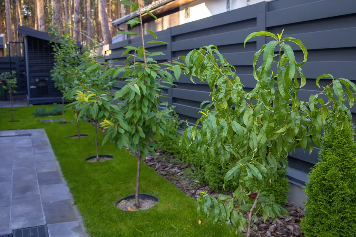 young peach trees at their summer cottage