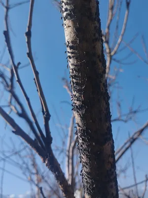 Close-up of a peach tree branch under aphid attack. Nature's delicate balance disrupted, showcasing the challenges faced by orchards. 🍑🌿 #PestControl"