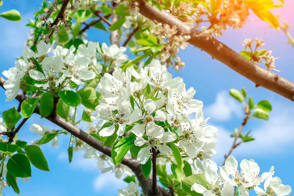 Caring for a Pear Tree