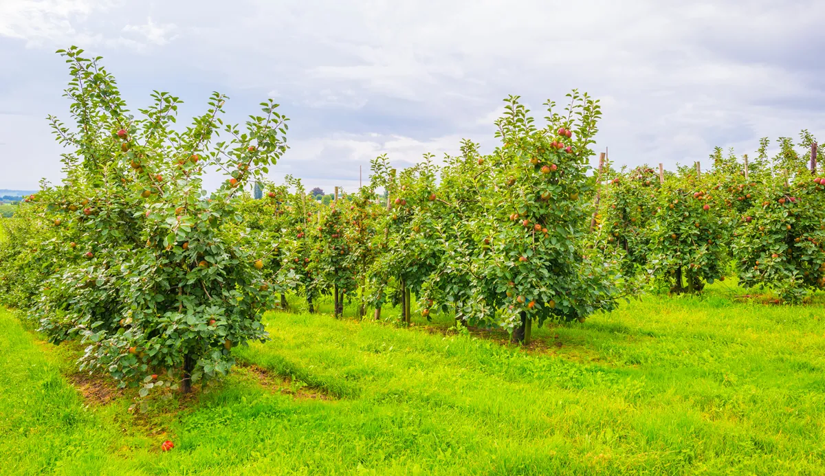 Caring for a Pear Tree