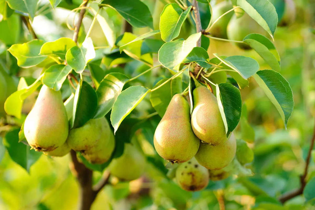 Caring for a Pear Tree