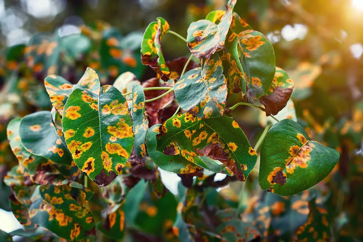 Pear trees fisease, rust spot on leaves. Fruit tree infected with fungus, yellow rust. Fruit plant disease. Pear leaf with Gymnosporangium sabinae infestation. Rust on plants, prevention trees disease